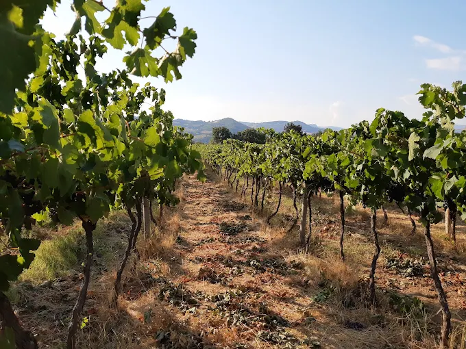 Vigneti sulle colline di Pitigliano