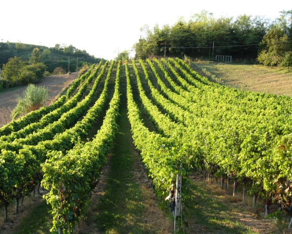 Vigneto sulle colline di Pitigliano